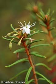 Attēlu rezultāti vaicājumam “Ledum palustre fruit”