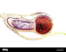 Attēlu rezultāti vaicājumam “Pellia epiphylla sporophyte”