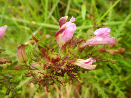 Attēlu rezultāti vaicājumam “Pedicularis palustris flower”