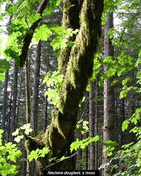 Attēlu rezultāti vaicājumam “Antitrichia curtipendula sporophyte”