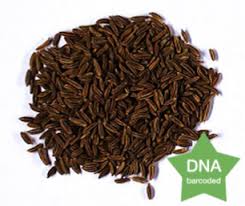 Attēlu rezultāti vaicājumam “Carum carvi”