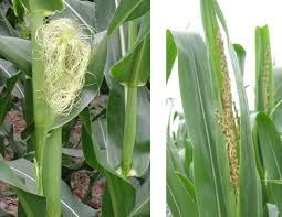 Attēlu rezultāti vaicājumam “Zea mays female flower”