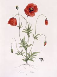 Attēlu rezultāti vaicājumam “Papaver rhoeas flower”