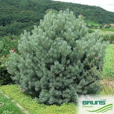 Attēlu rezultāti vaicājumam “Pinus sylvestris var. borussica”