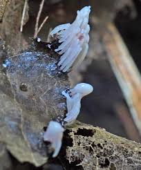 Attēlu rezultāti vaicājumam “Stemonitopsis amoena spores”