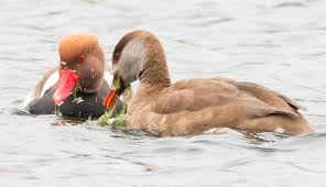 Attēlu rezultāti vaicājumam “Chara intermedia male”