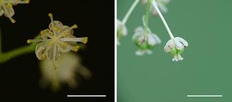 Attēlu rezultāti vaicājumam “Menispermum dauricum leaf”
