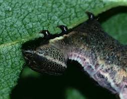 Attēlu rezultāti vaicājumam “Notodonta ziczac”