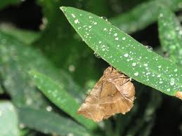 Attēlu rezultāti vaicājumam “Selenia dentaria larva”