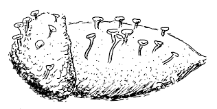 Attēlu rezultāti vaicājumam “Hymenoscyphus fructigenus”