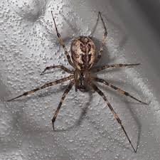 Attēlu rezultāti vaicājumam “Linyphiidae”