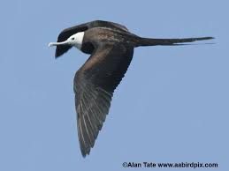 Image result for Fregata aquila