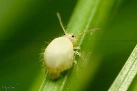 Attēlu rezultāti vaicājumam “Symphypleona”