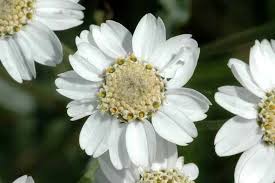 Attēlu rezultāti vaicājumam “Achillea ptarmica leaf”