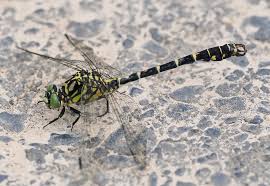 Attēlu rezultāti vaicājumam “Onychogomphus forcipatus”