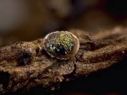 Attēlu rezultāti vaicājumam “Didymium difforme sessile”