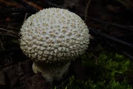 Attēlu rezultāti vaicājumam “Calvatia utriformis”