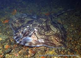 Image result for Raja undulata