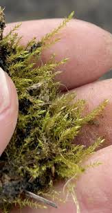 Attēlu rezultāti vaicājumam “Amblystegium serpens sporophyte”