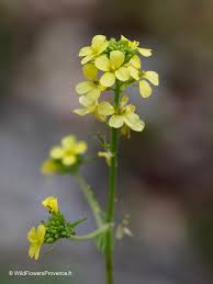Attēlu rezultāti vaicājumam “Sisymbrium loeselii flower”