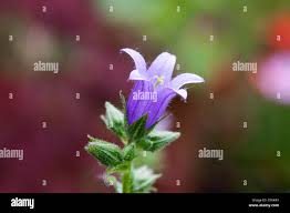 Attēlu rezultāti vaicājumam “Campanula trachelium leaf”