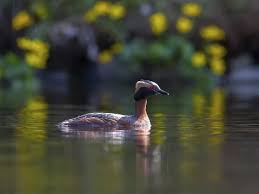 Image result for Podiceps auritus