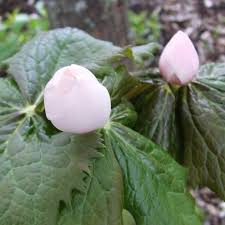 Attēlu rezultāti vaicājumam “Podophyllum hexandrum flower”