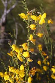 Image result for Cytisus scoparius