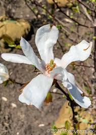 Attēlu rezultāti vaicājumam “Magnolia x loebneri flower”