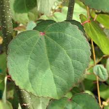Attēlu rezultāti vaicājumam “Cercidiphyllum japonicum leaf”
