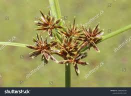 Attēlu rezultāti vaicājumam “Cyperus fuscus fruit”