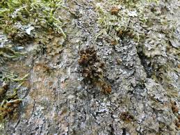 Attēlu rezultāti vaicājumam “Physconia enteroxantha”