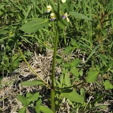 Attēlu rezultāti vaicājumam “Galeopsis speciosa”