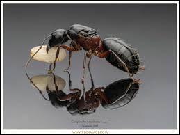 Attēlu rezultāti vaicājumam “Camponotus herculeanus”