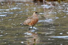 Attēlu rezultāti vaicājumam “Limosa lapponica adult”