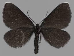 Attēlu rezultāti vaicājumam “Odezia atrata”