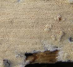 Attēlu rezultāti vaicājumam “Schizopora paradoxa”