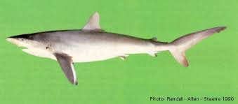 Image result for Carcharhinus falciformis
