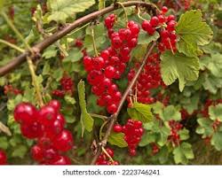 Attēlu rezultāti vaicājumam “Ribes spicatum”