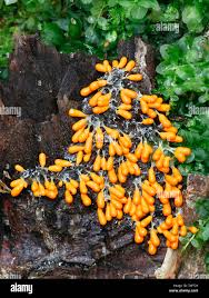 Attēlu rezultāti vaicājumam “Leocarpus fragilis young”