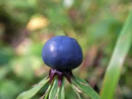 Attēlu rezultāti vaicājumam “Paris quadrifolia fruit”