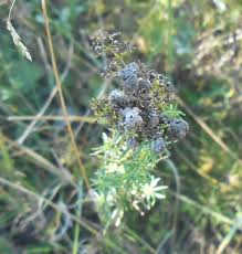 Attēlu rezultāti vaicājumam “Geocrypta galii”