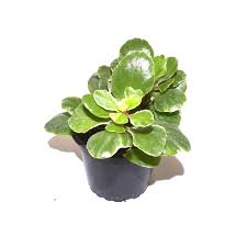 Image result for Kalanchoe blossfeldiana