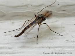 Attēlu rezultāti vaicājumam “Chironomidae”