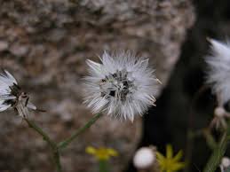 Attēlu rezultāti vaicājumam “Senecio viscosus fruit”