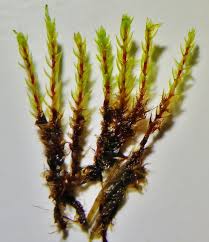 Attēlu rezultāti vaicājumam “Bryum pseudotriquetrum”