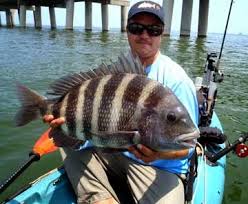 Image result for Archosargus probatocephalus