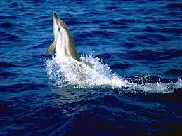 Image result for Stenella coeruleoalba