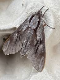 Attēlu rezultāti vaicājumam “Sphinx pinastri”