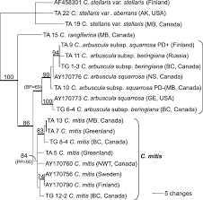 Attēlu rezultāti vaicājumam “Cladonia mitis”